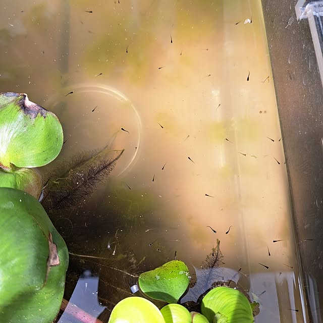 naoさんの実例写真