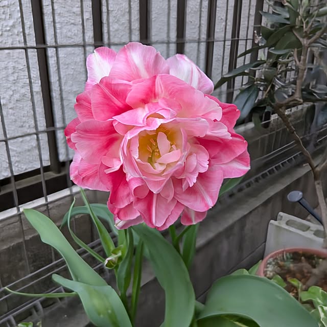 Shion+さんの部屋