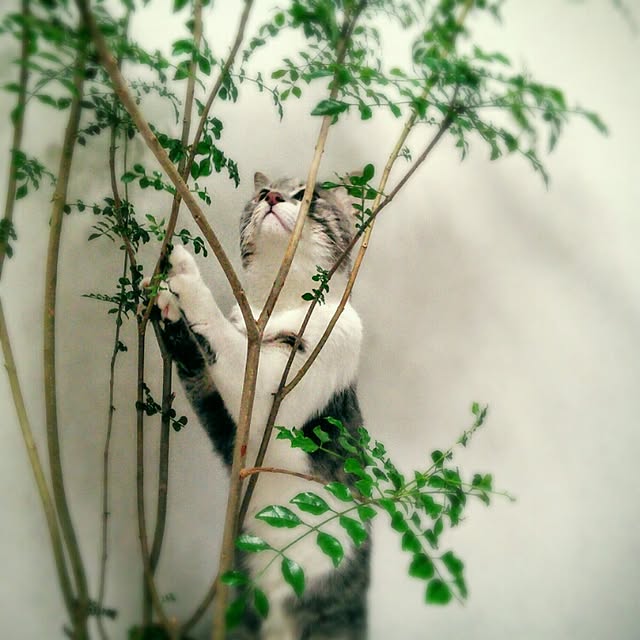 lovepandaさんの実例写真