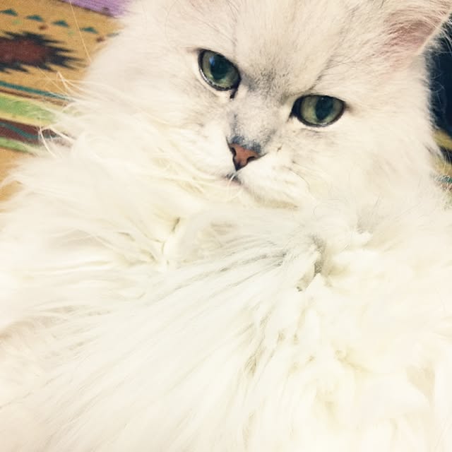 rokoさんの実例写真