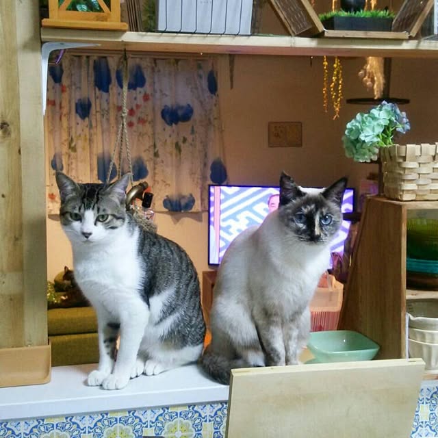 Gomaさんの実例写真