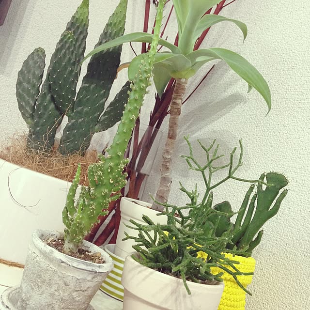 co-hi-yoさんの実例写真