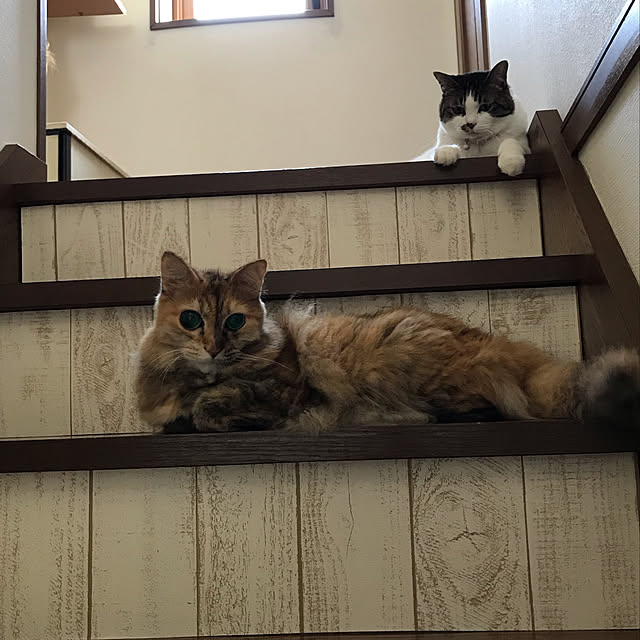 階段リメイク/ねこ部/壁紙屋本舗/壁/天井のインテリア実例 - 2019-08-10 09:31:23