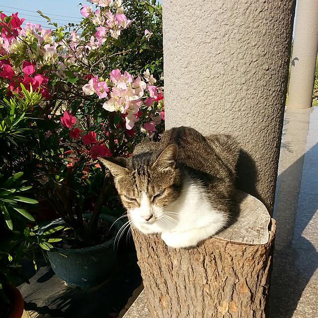 玄関/入り口のインテリア実例 - 2019-07-15 19:21:55