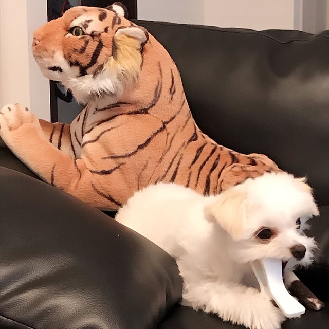 ichigo_daifukuさんの実例写真