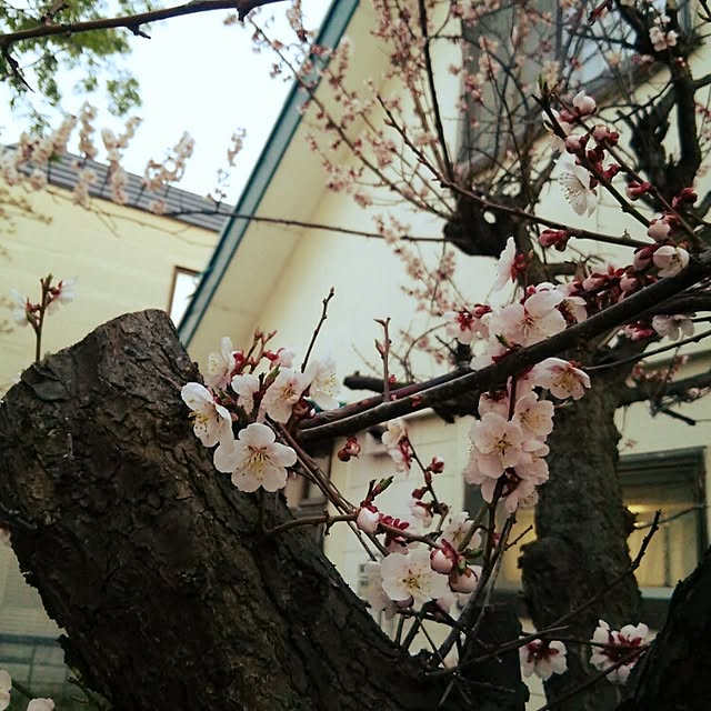 kanokomameさんの実例写真