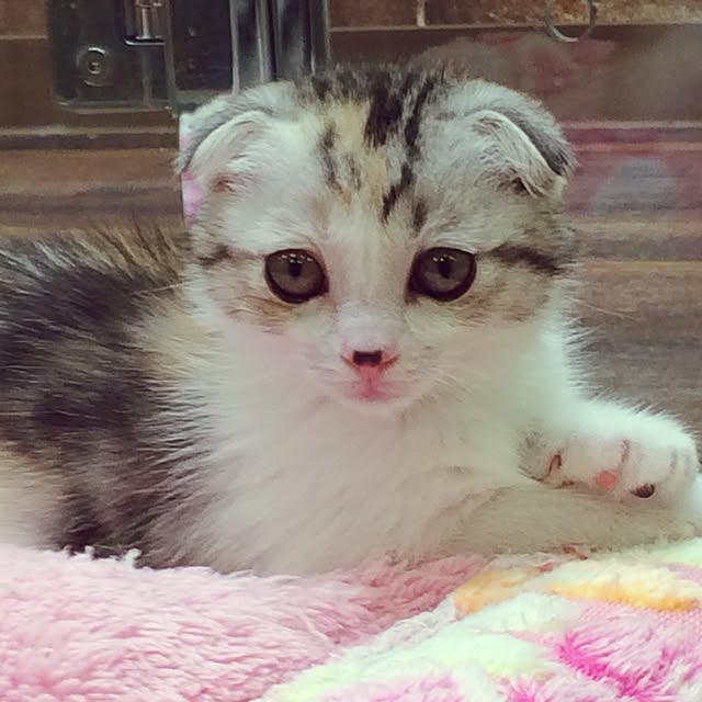 yokkochanさんの実例写真