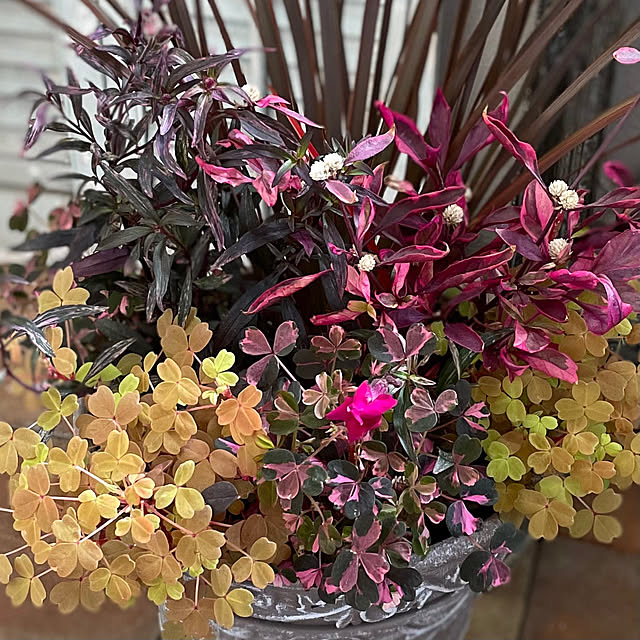 mamisazさんの部屋