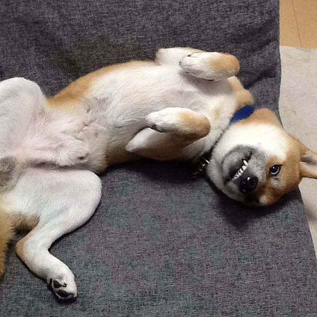 kotaさんの実例写真