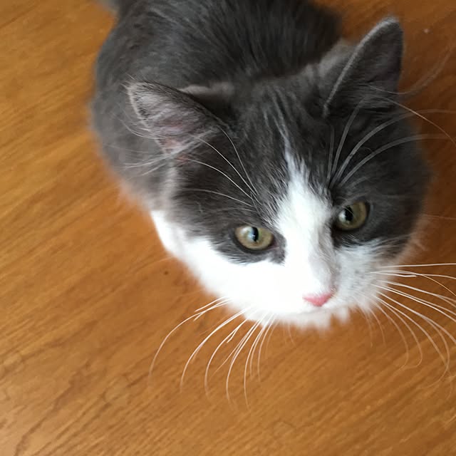 guchioさんの実例写真