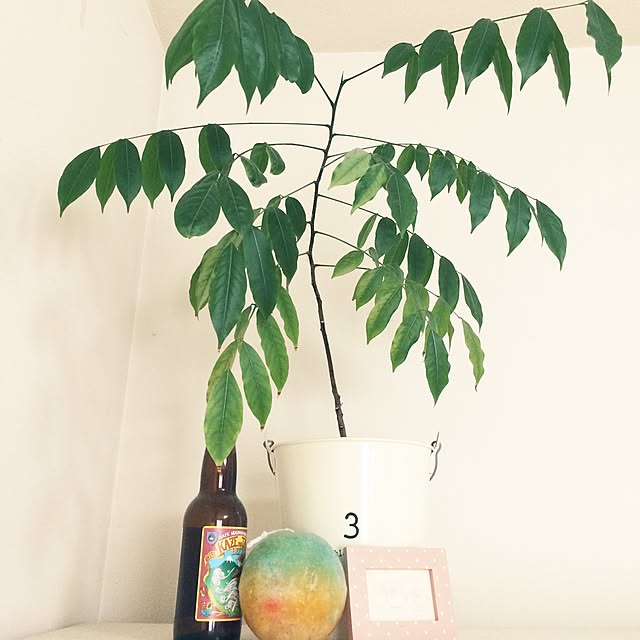 棚/観葉植物/キャンドル/3COINS/雑貨のインテリア実例 - 2016-07-05 12:49:52