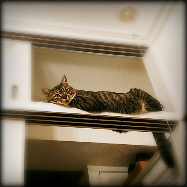 Lukiさんの実例写真
