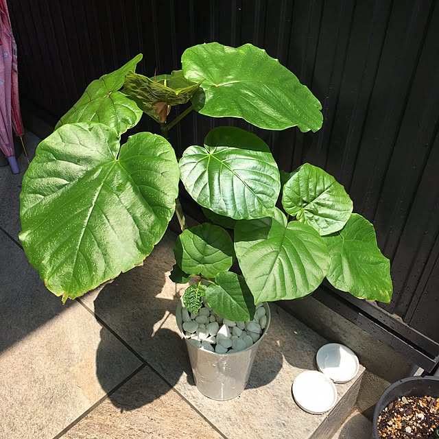 miyabi_homeさんの実例写真