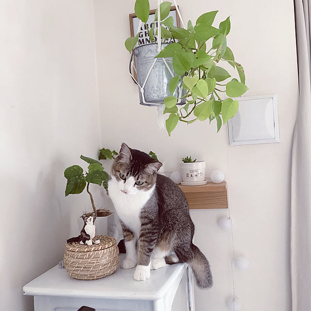 nekomiさんの実例写真