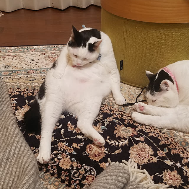 yuuさんの実例写真