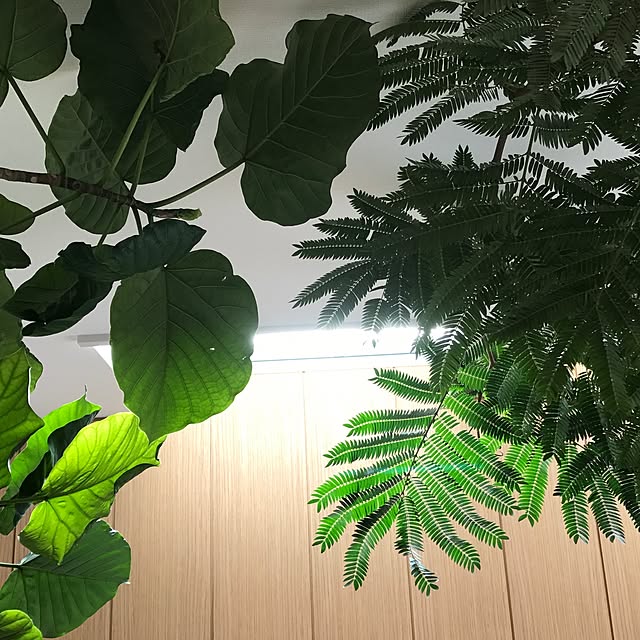 SHさんの実例写真