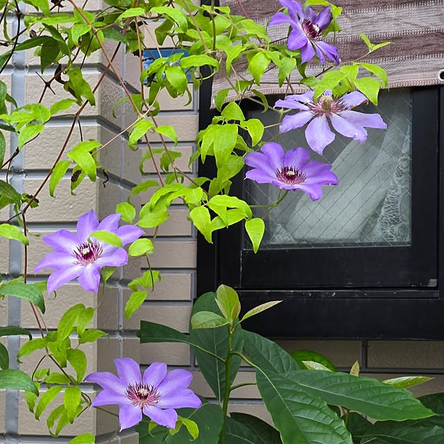 mitsuyama3136さんの部屋