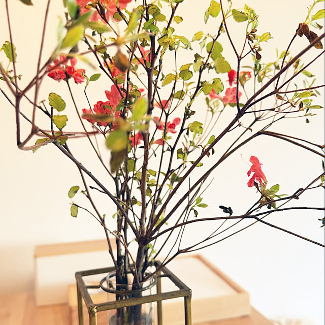 piroaiさんの部屋