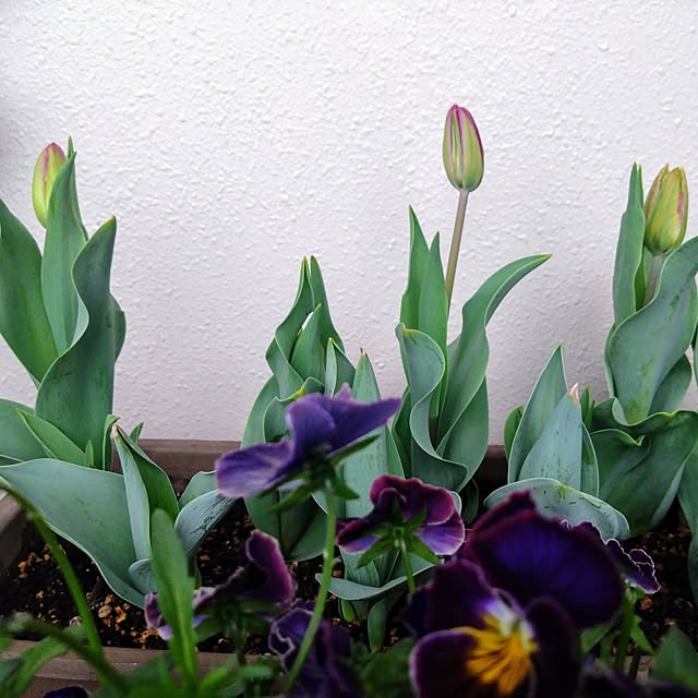 Petit_Pommierさんの部屋