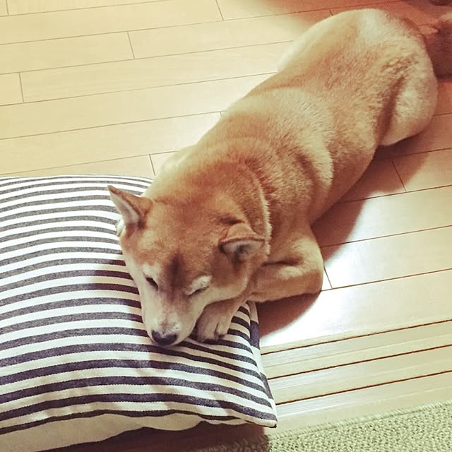 shizu2380さんの実例写真