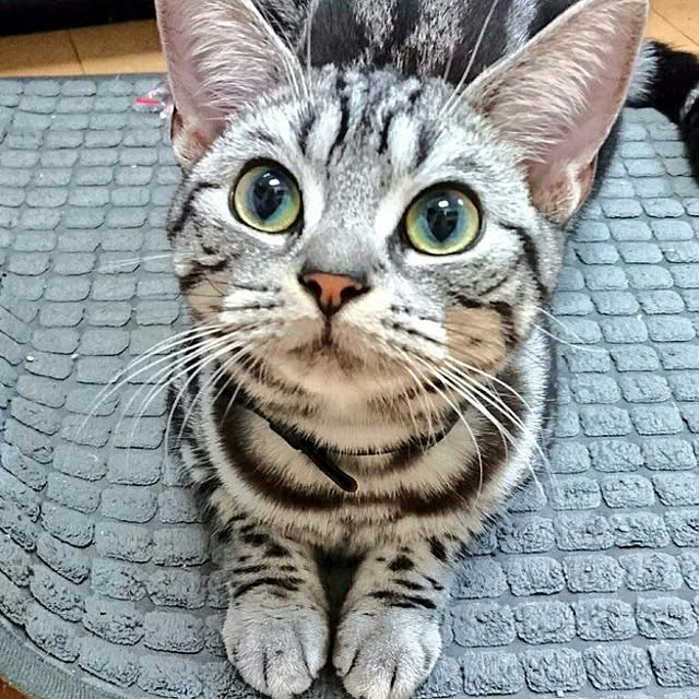 実例写真