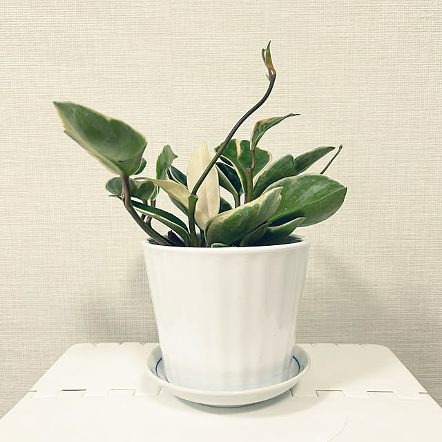 yoyoyoさんの部屋