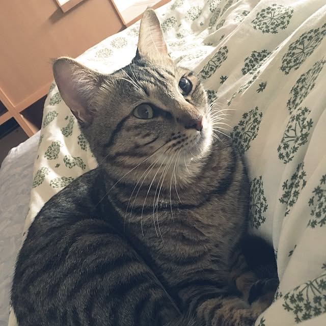 baronkotarouさんの実例写真