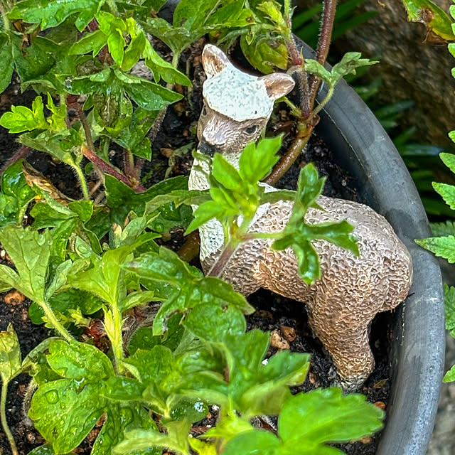 faunさんの部屋