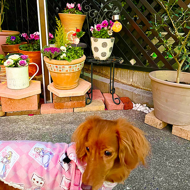 Maiさんの実例写真
