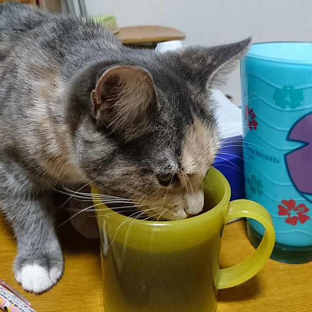 shinobuさんの実例写真