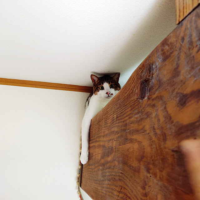 kikuさんの実例写真