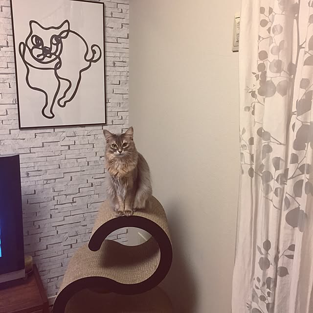 shihoさんの実例写真