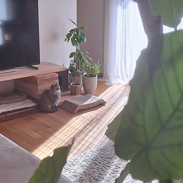 toramonaさんの実例写真