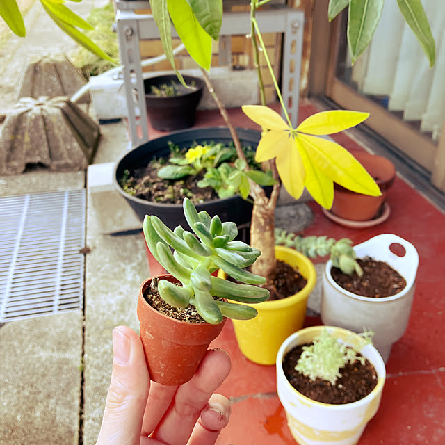 hikaruuさんの実例写真