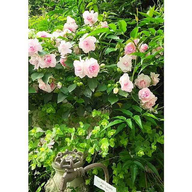 s.mamaさんの実例写真