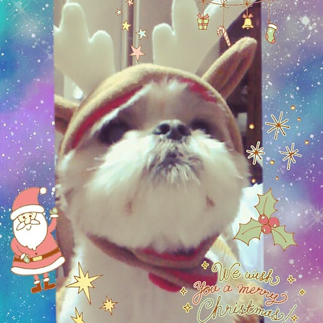 Chiiさんの実例写真