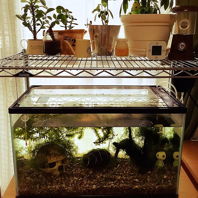 riaさんの実例写真