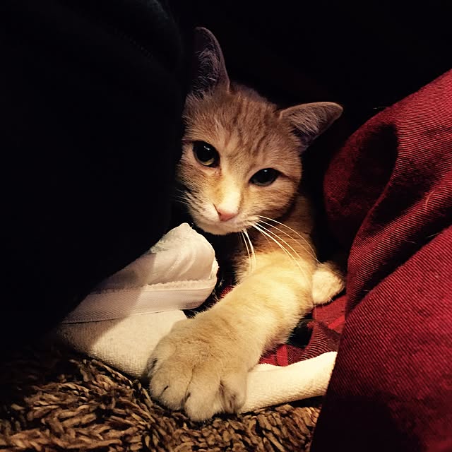 chelsea.0511さんの実例写真