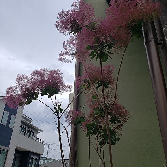 jaaichannさんの実例写真