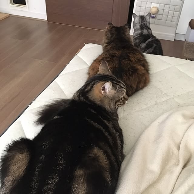 mikomaruさんの実例写真