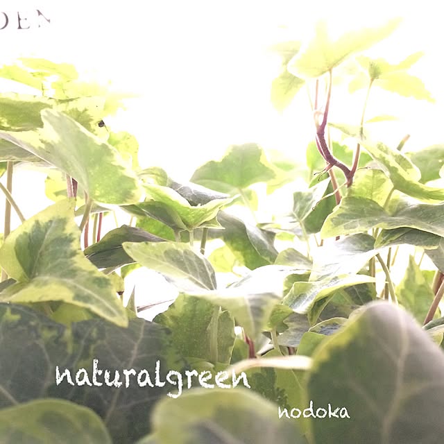 nodokaさんの実例写真