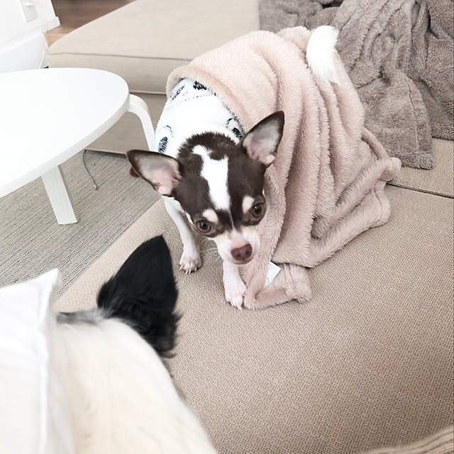 trpmさんの実例写真