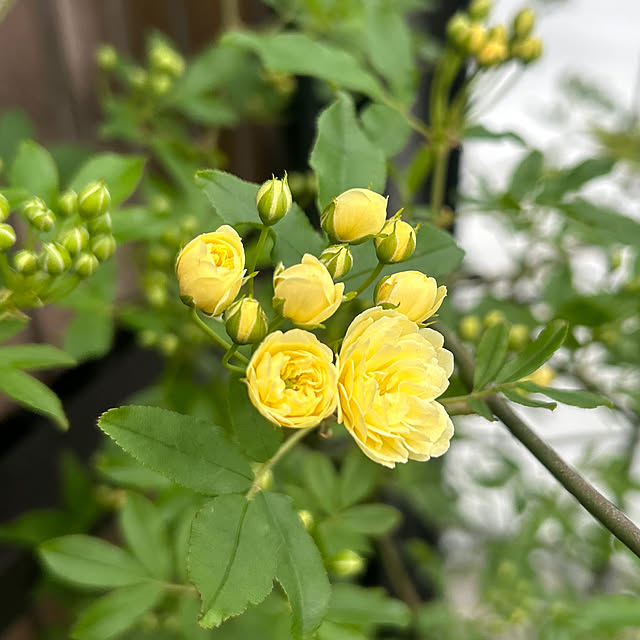 R.5.mamaさんの実例写真