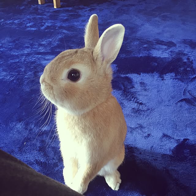 mami-s-cafeさんの実例写真