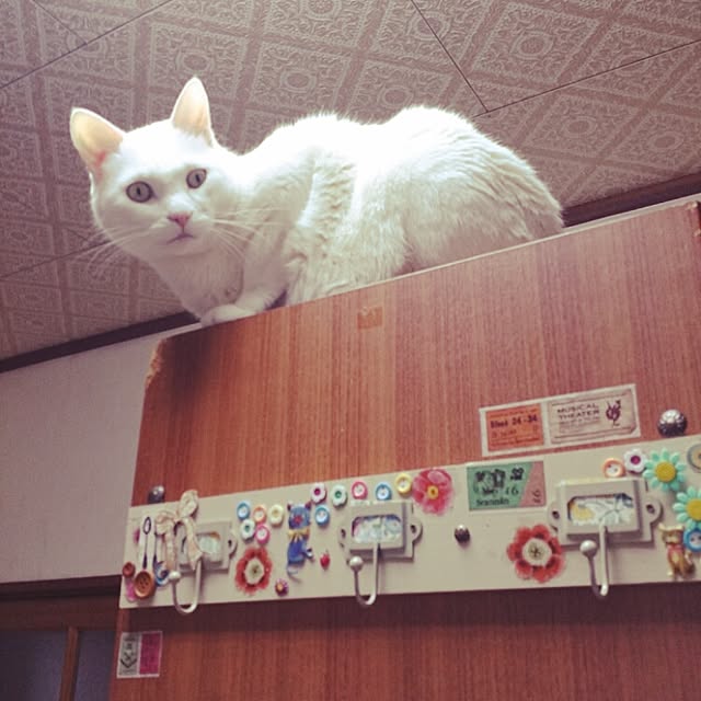 amifuuさんの実例写真
