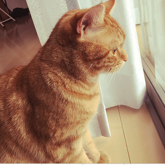 nekoさんの実例写真