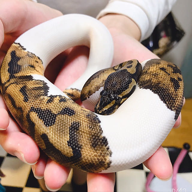 実例写真