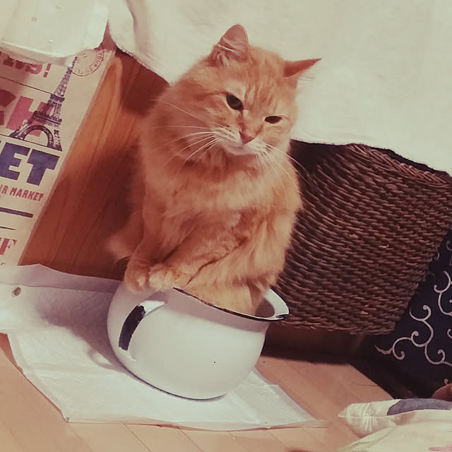 choku3さんの実例写真