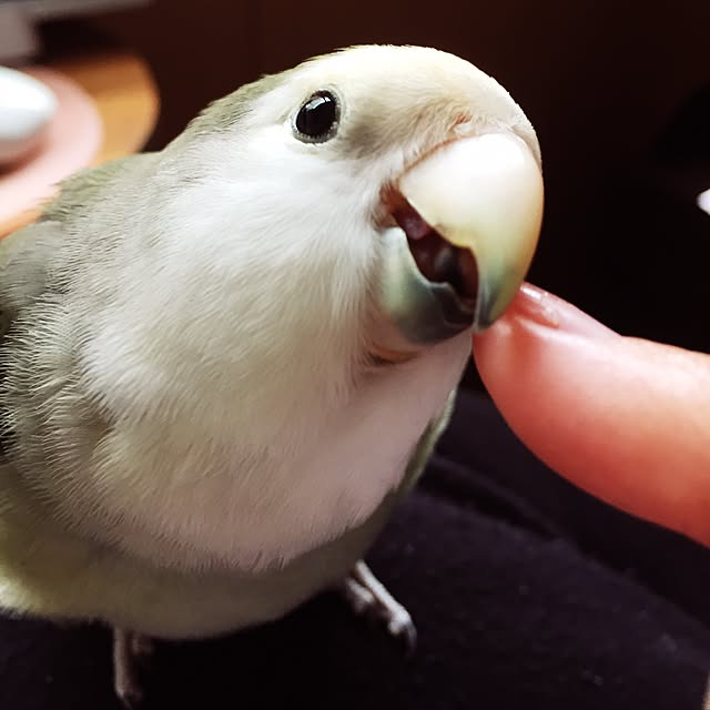 kaotanさんの実例写真