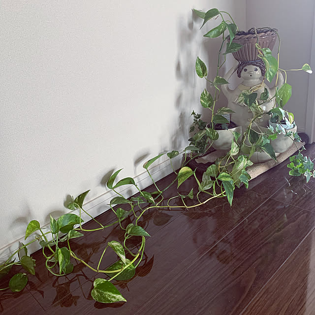 観葉植物/玄関/入り口のインテリア実例 - 2020-06-12 15:01:58